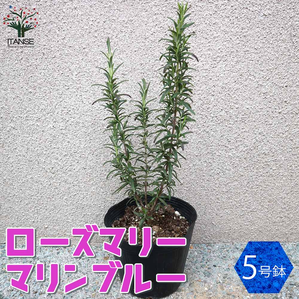 Itanse良品ｾﾚｸﾄ通販