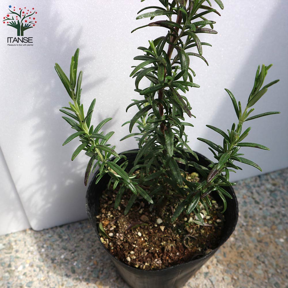 ローズマリー苗 ・ シルバースター苗(枝変わり) 2種セット 極美株 ローズマリー マリンブルー 【ハーブの苗 5号鉢大苗／1個売り