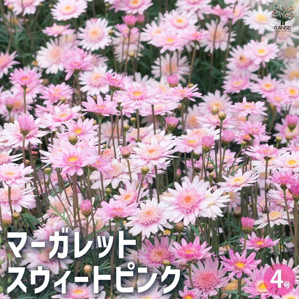 マーガレット スウィートピンク