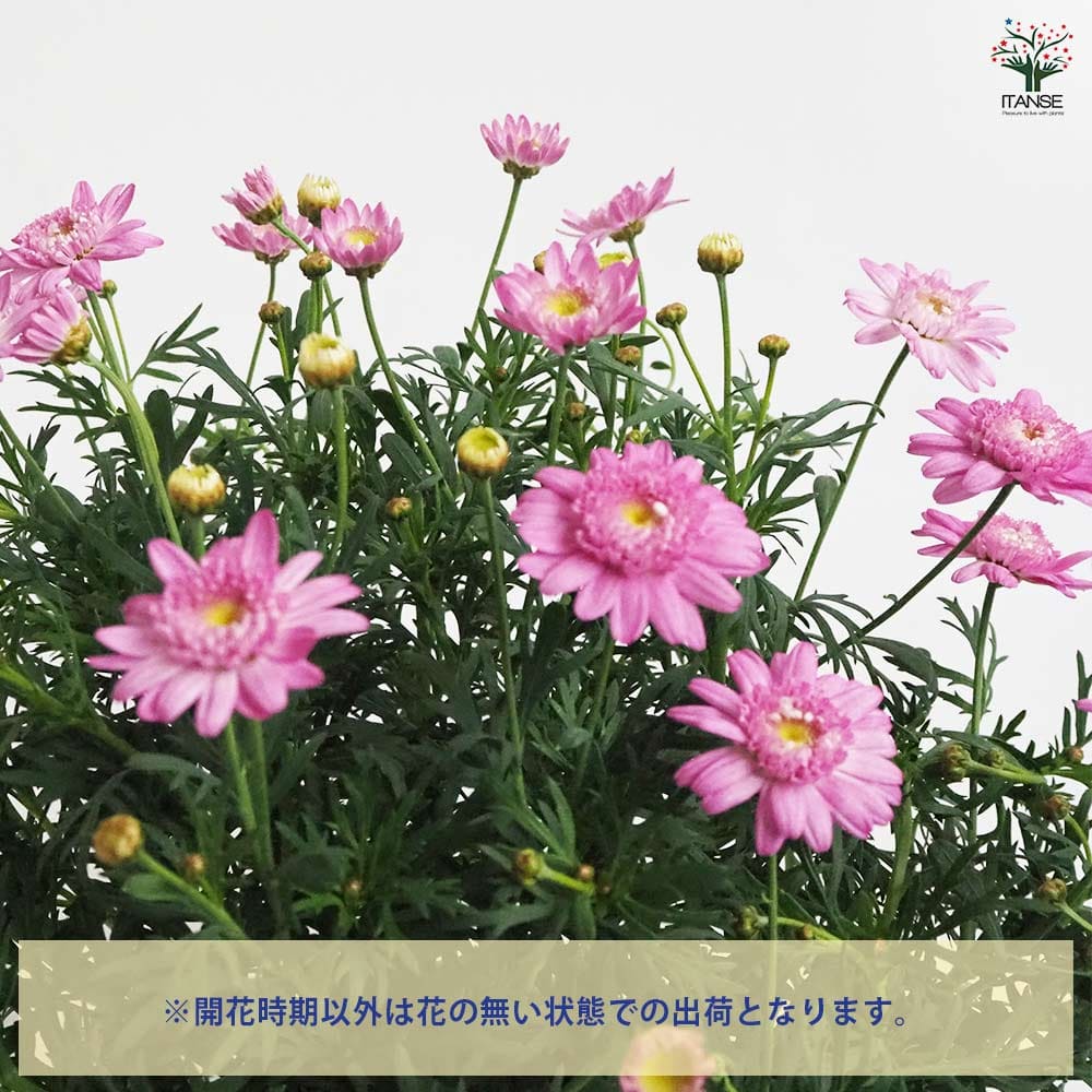 マーガレット スウィートピンク 【花苗 4号】｜ 【植物のITANSE