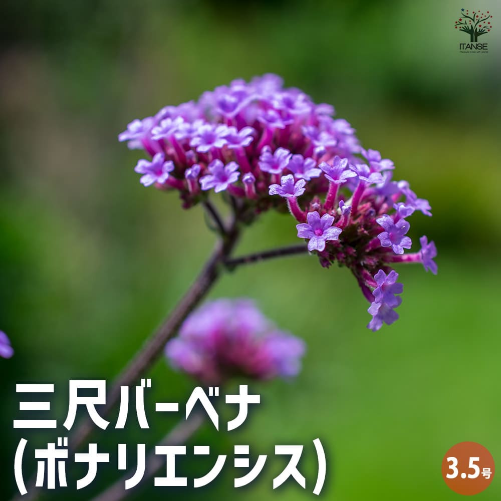 ★hanahanaページ★ 三尺バーベナ(ボナリエンシス) 【花苗 3.5号】｜ 【植物の