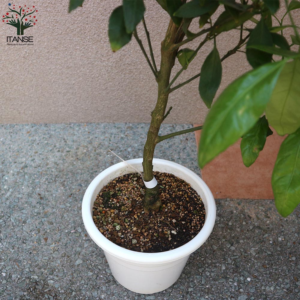 柑橘の苗 ポンカン【果樹の苗木 7号鉢 3年生 接木苗／1個売り