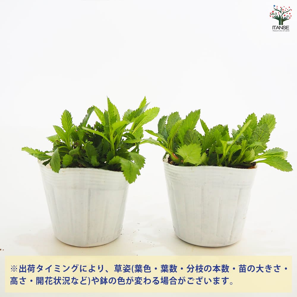 三尺バーベナ(ボナリエンシス) 【花苗 3.5号】｜ 【植物の