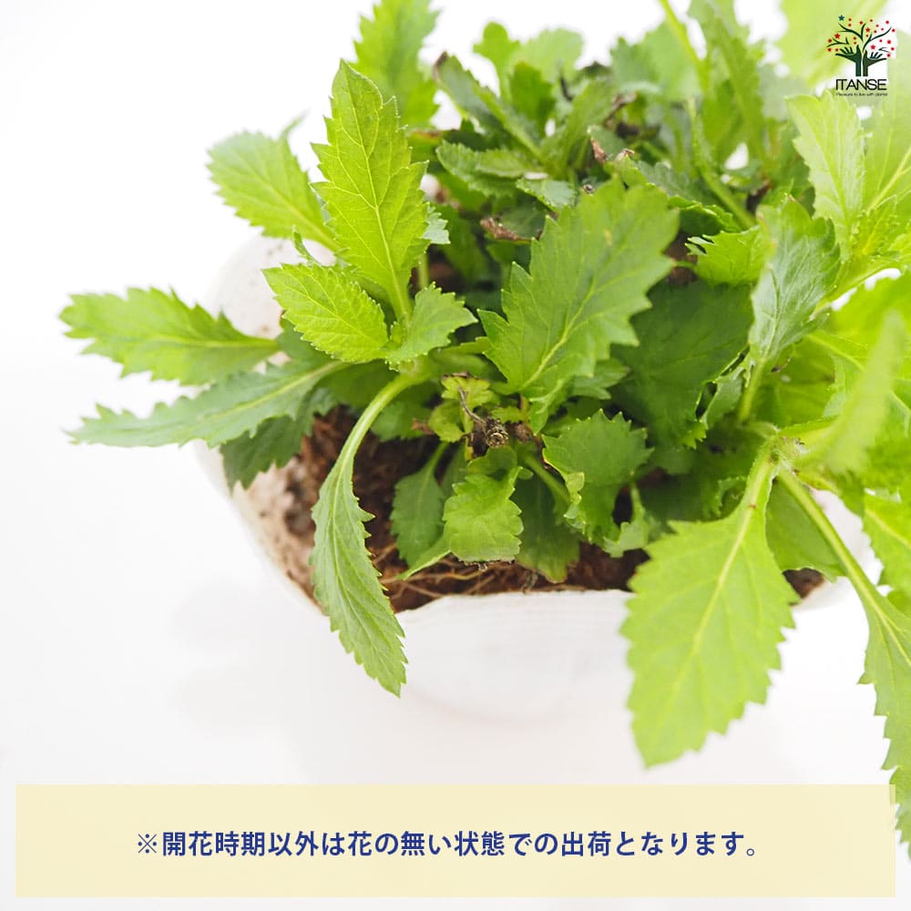 三尺バーベナ(ボナリエンシス) 【花苗 3.5号】｜ 【植物の