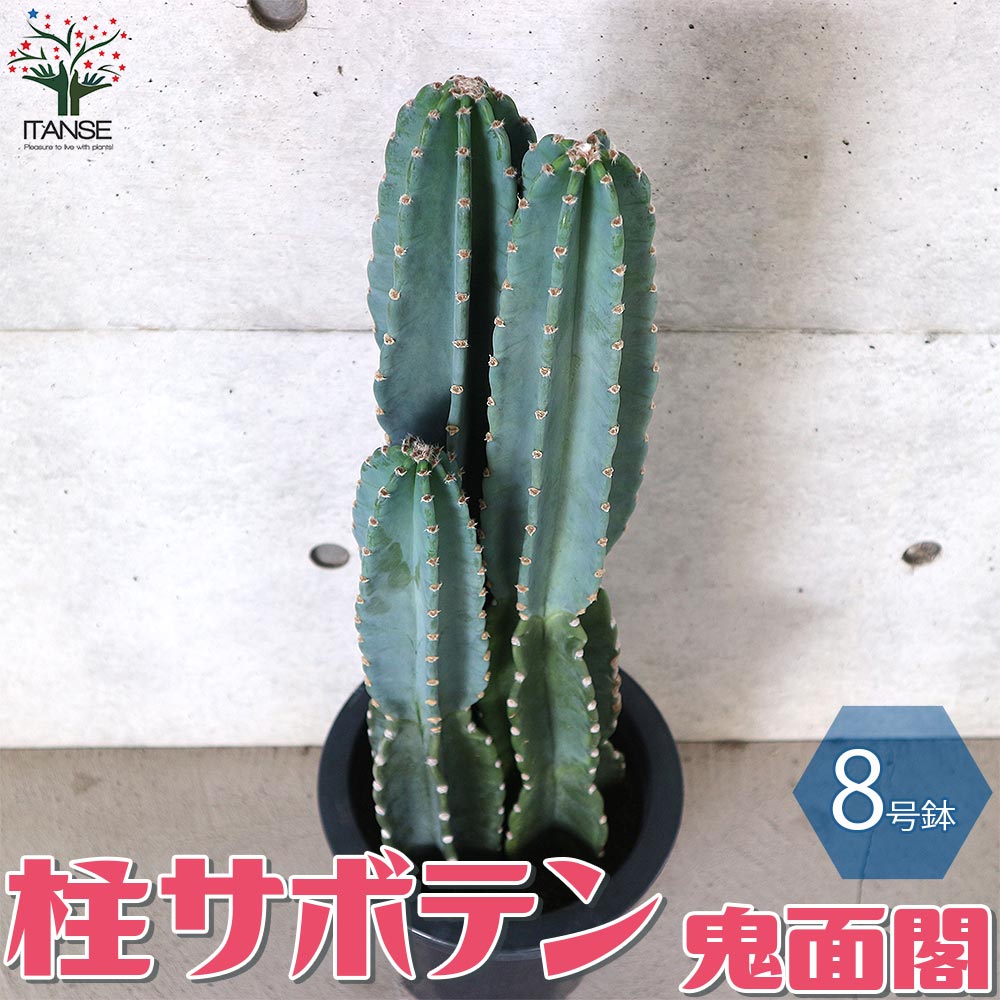 Itanse良品ｾﾚｸﾄ通販