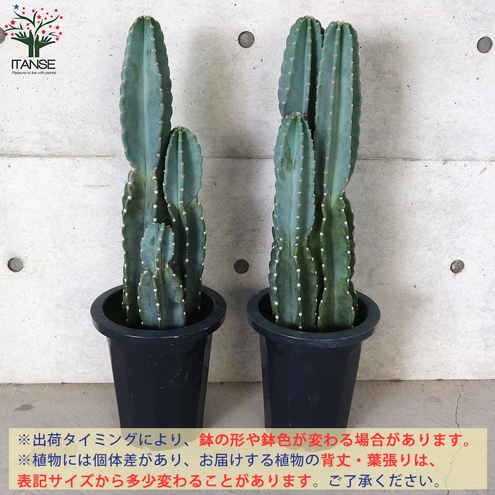大きめのサボテン 多肉植物の群生 サボテン 柱サボテン ”鬼面閣”（きめんかく）リビングやオフィス