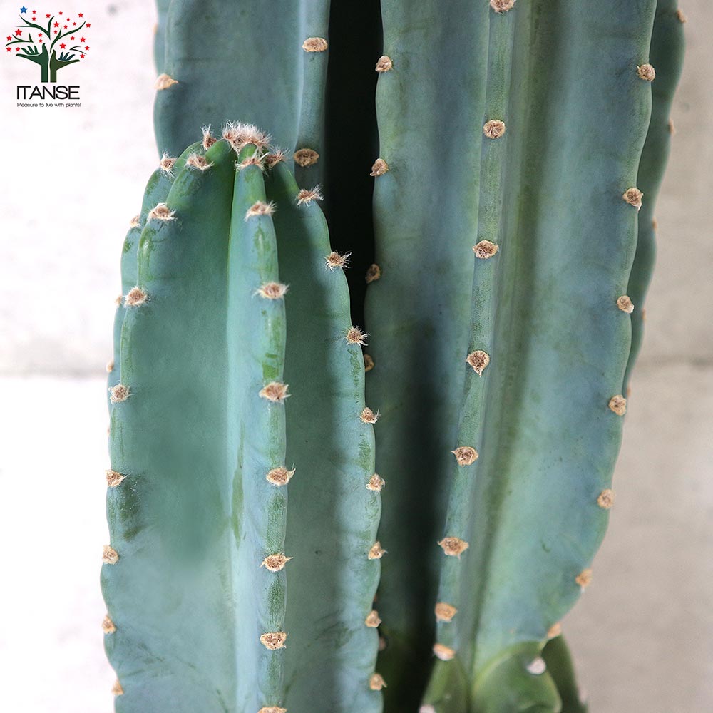 鬼面角錦 鬼面角 錦 斑入り 多肉植物 植物 柱サボテン 団扇サボテン