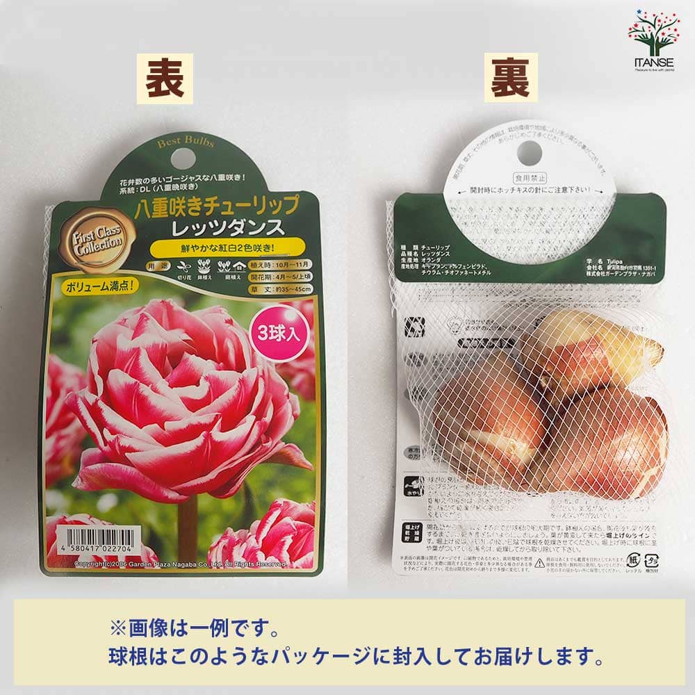 八重咲チューリップ ラ ベルエポック【花球根／お買い得3球セット