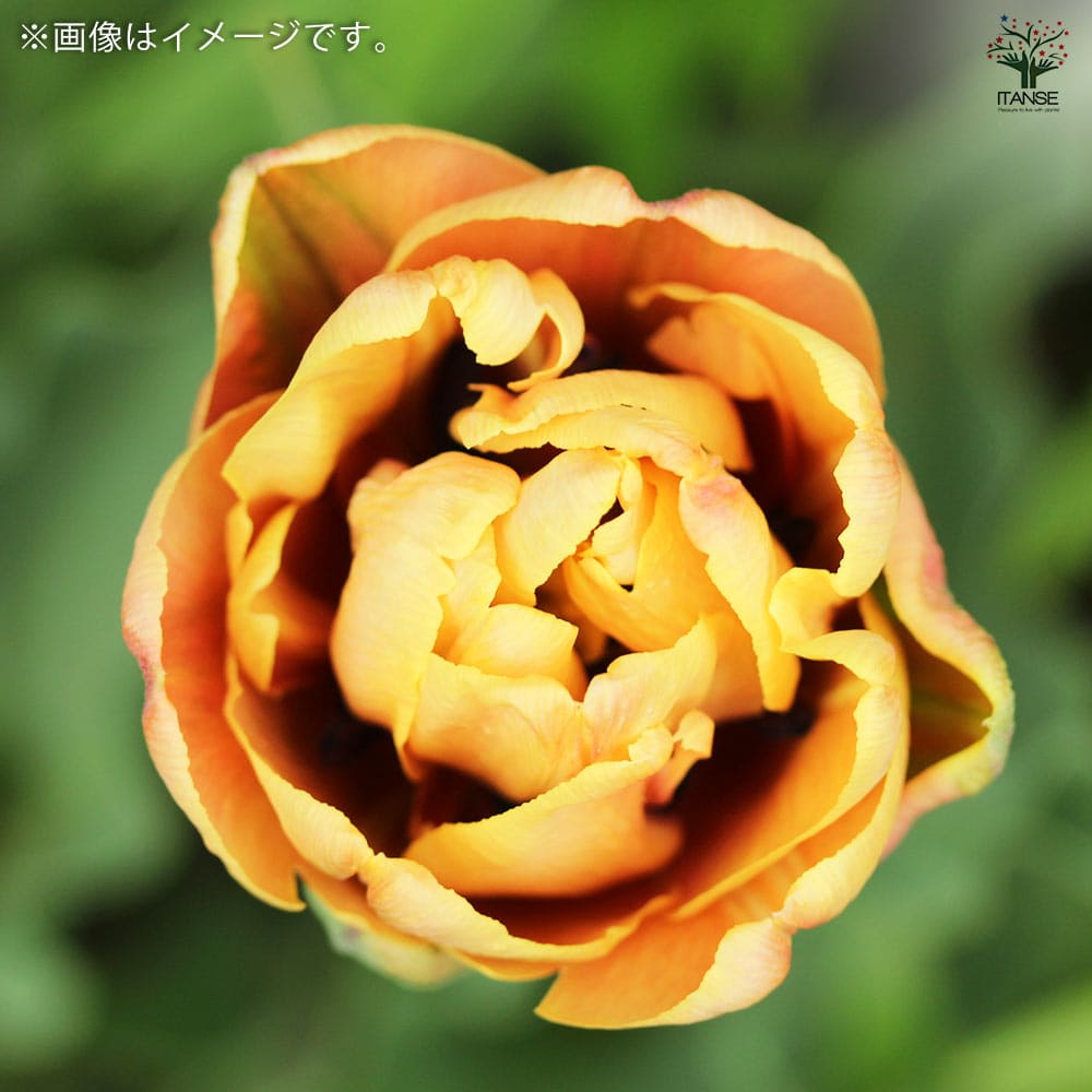 八重咲チューリップ ラ ベルエポック【花球根／お買い得3球セット