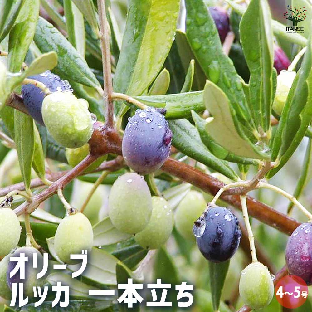 オリーブ ルッカ 1本立ち 【果樹の苗木 4号／1個売り】｜ 【植物の