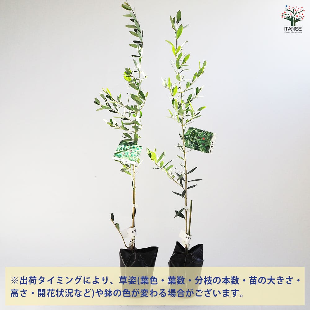 オリーブの木 ルッカ 《Ｈ＝約1.25m・10号》161 オリーブの木 ルッカ 《H＝約1.25m・10号》161 オリーブの木