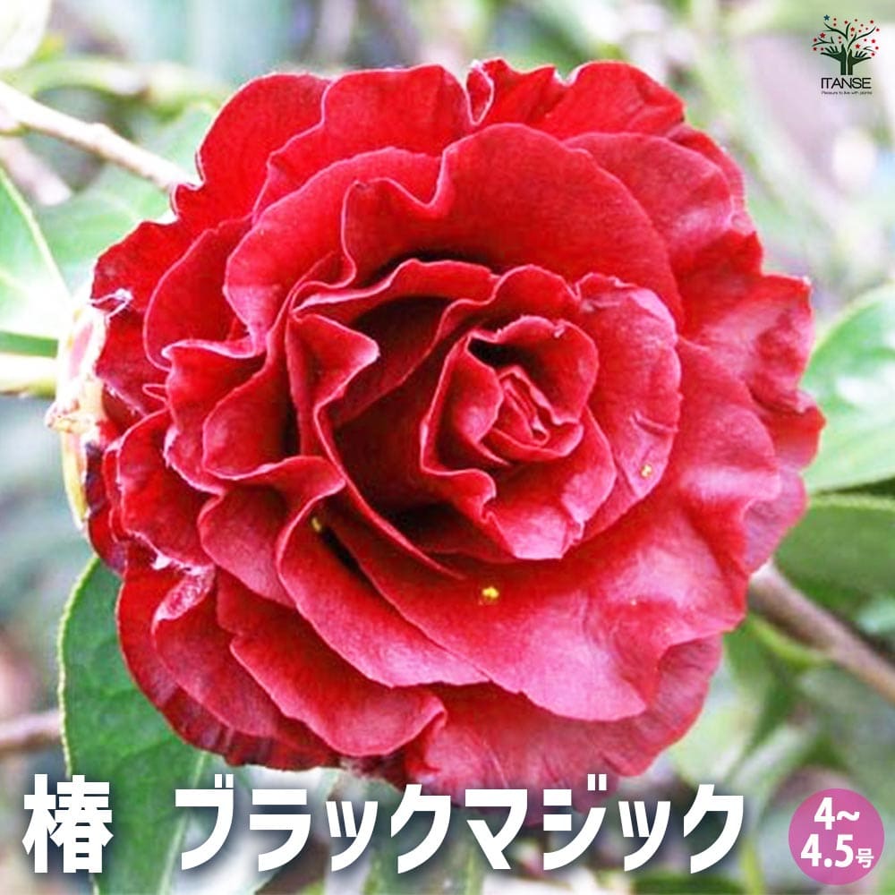 椿(ツバキ)の苗木 ブラックマジック 【花木苗 4～4.5号／1個売り