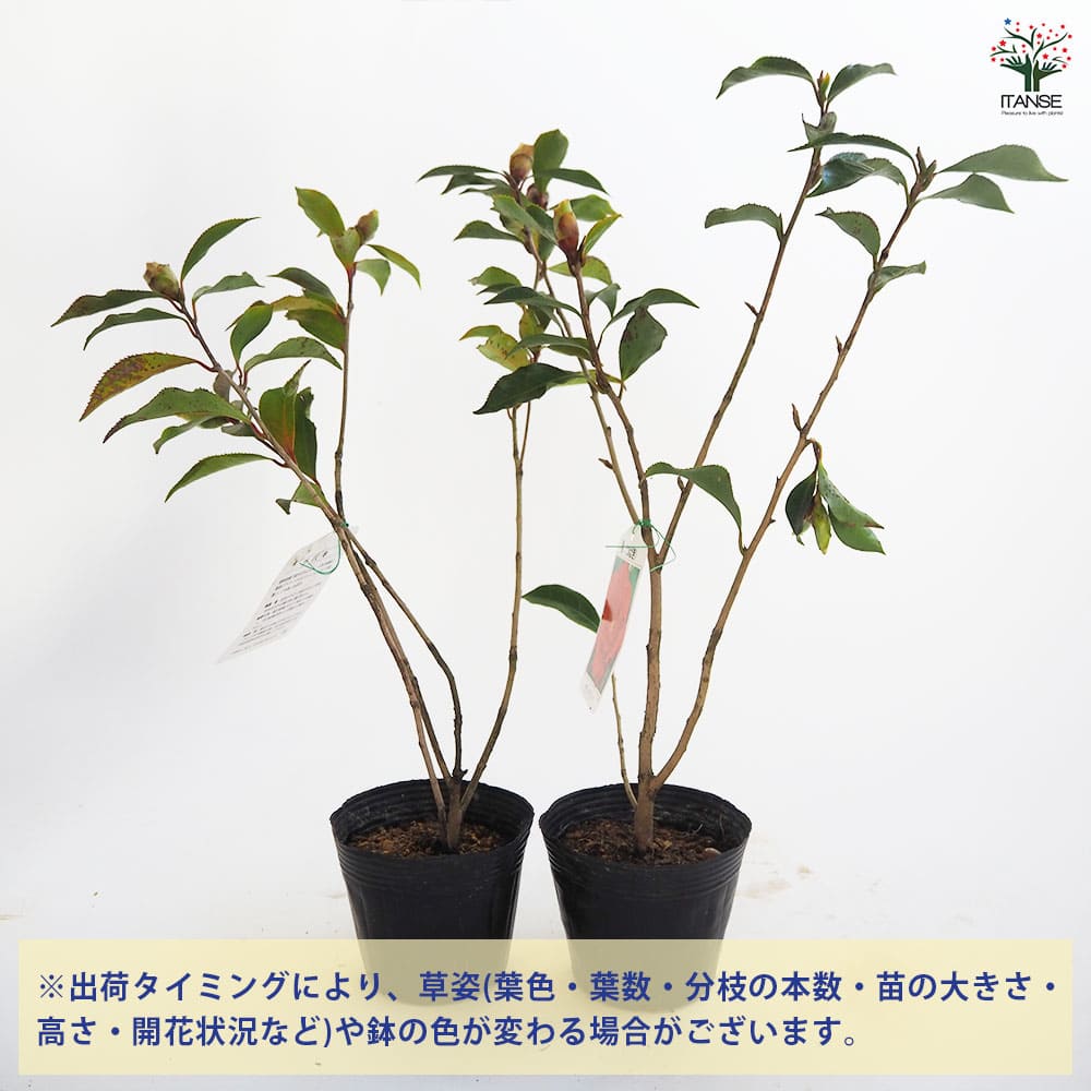 椿 さま 専用ページ 椿(ツバキ)の苗木 ブラックマジック 【花木苗 4～4.5号／1個売り