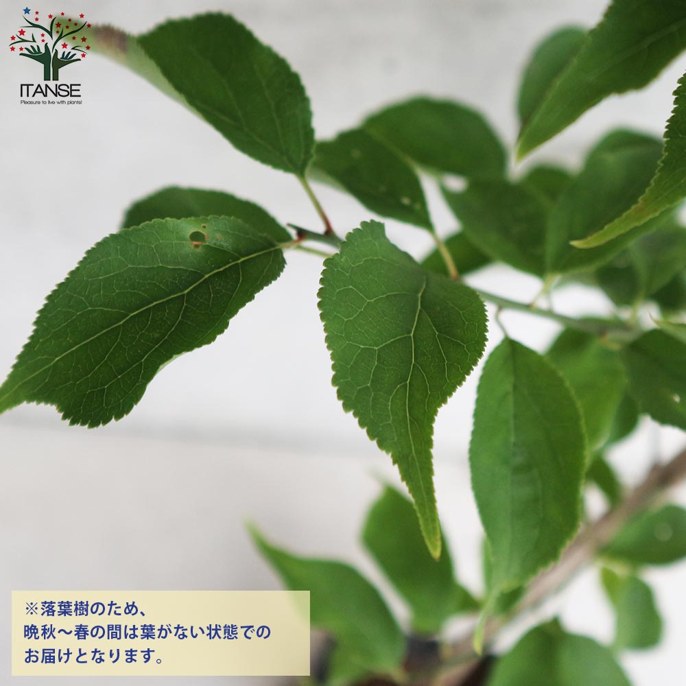 梅の苗木 紅映【果樹の苗木 15cmポット 1～2年生 接木苗／1個売り