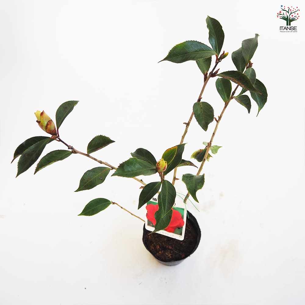 椿HACOページ 椿 初音・はつね 15cmポット（5号鉢）挿木苗【つばき 苗木 常緑