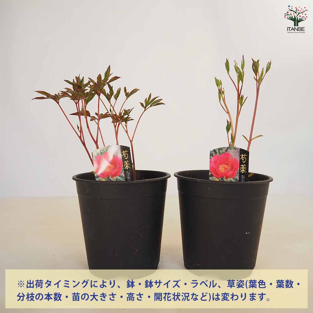 シャクヤク レッドレッドローズ 【花木苗 6号／1個売り】｜ 【植物の