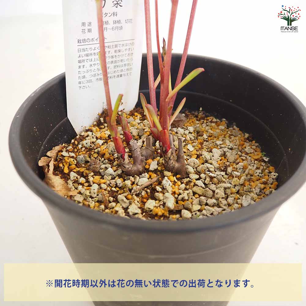 シャクヤク レッドレッドローズ 【花木苗 6号／1個売り】｜ 【植物の