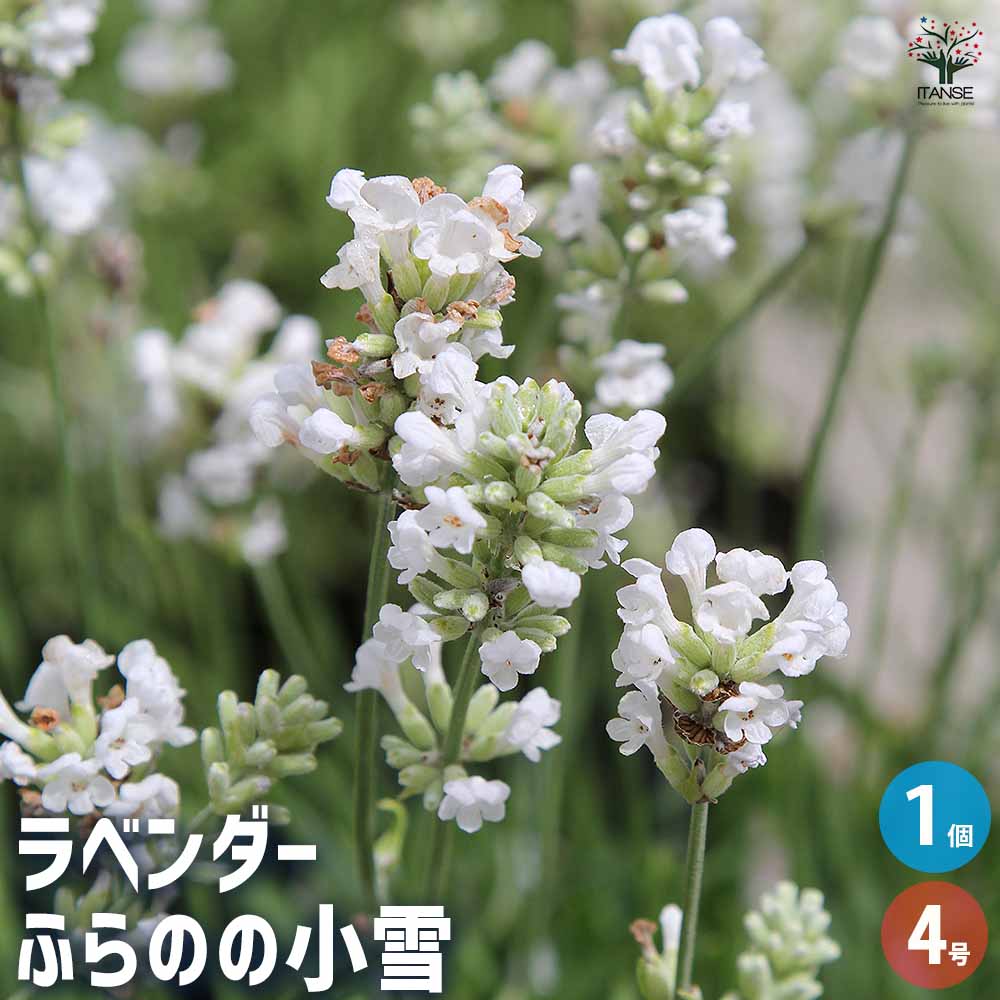 ラベンダー ふらのの小雪 【ハーブの苗 4号】
