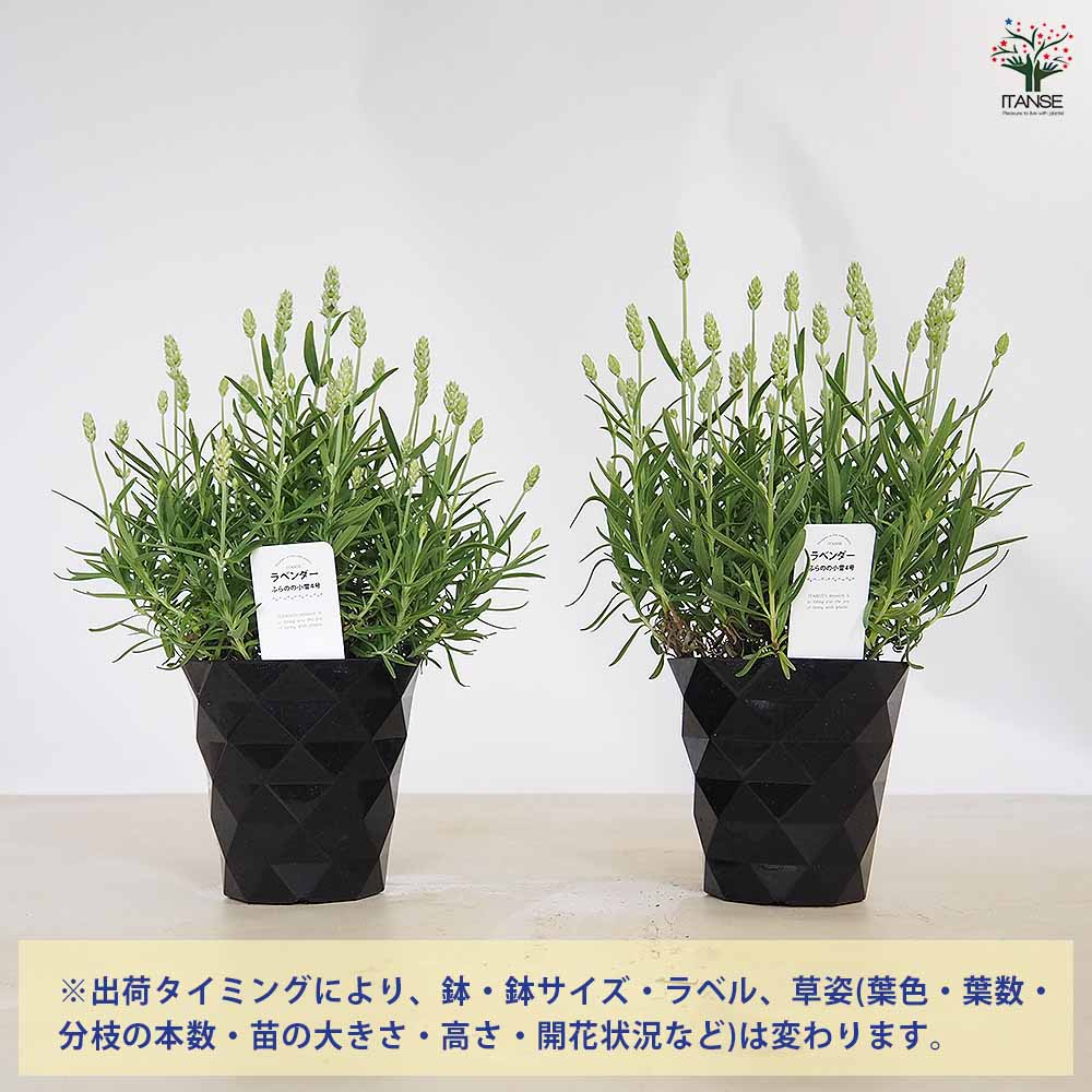ラベンダー ふらのの小雪 【ハーブの苗 4号】｜ 【植物のITANSE