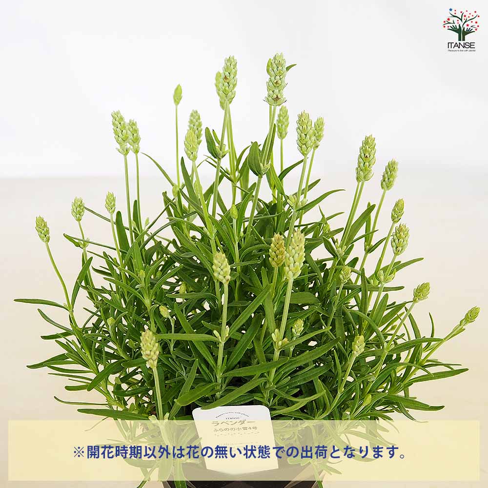 ラベンダー ふらのの小雪 【ハーブの苗 4号】