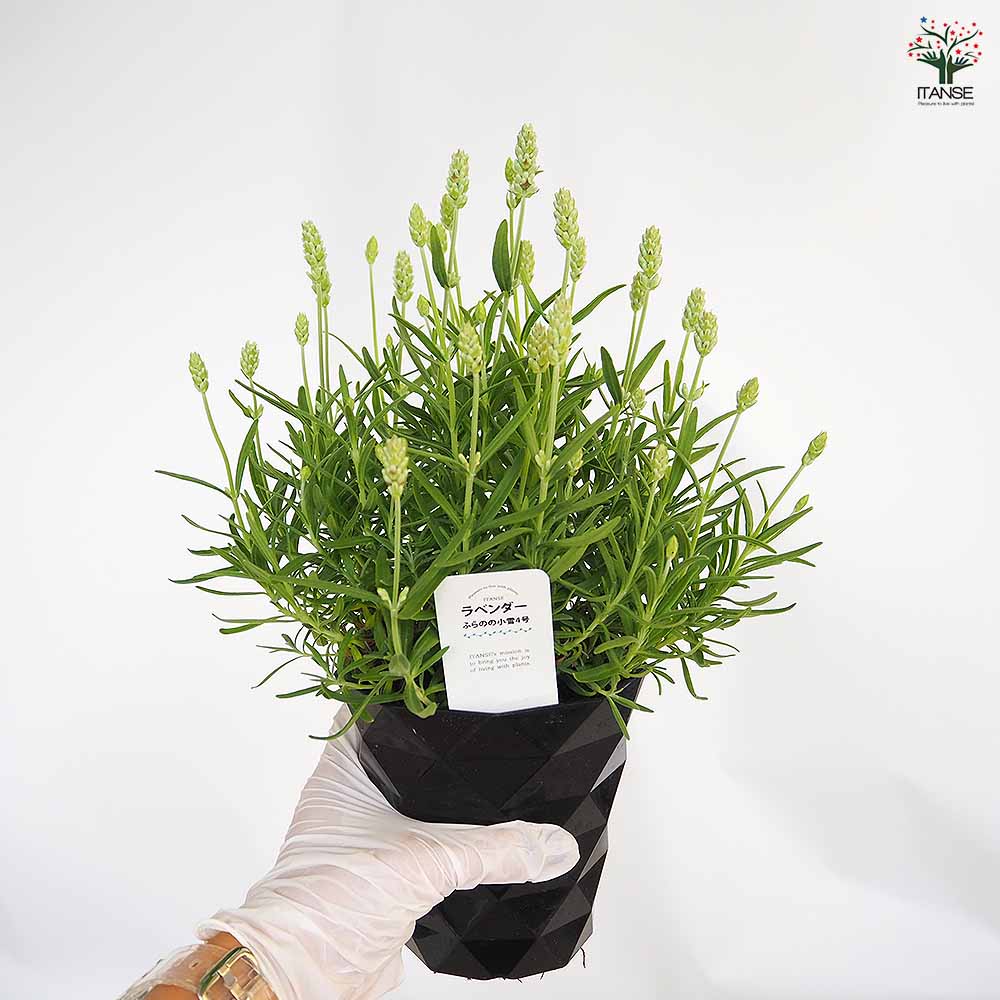 ラベンダー ふらのの小雪 【ハーブの苗 4号】