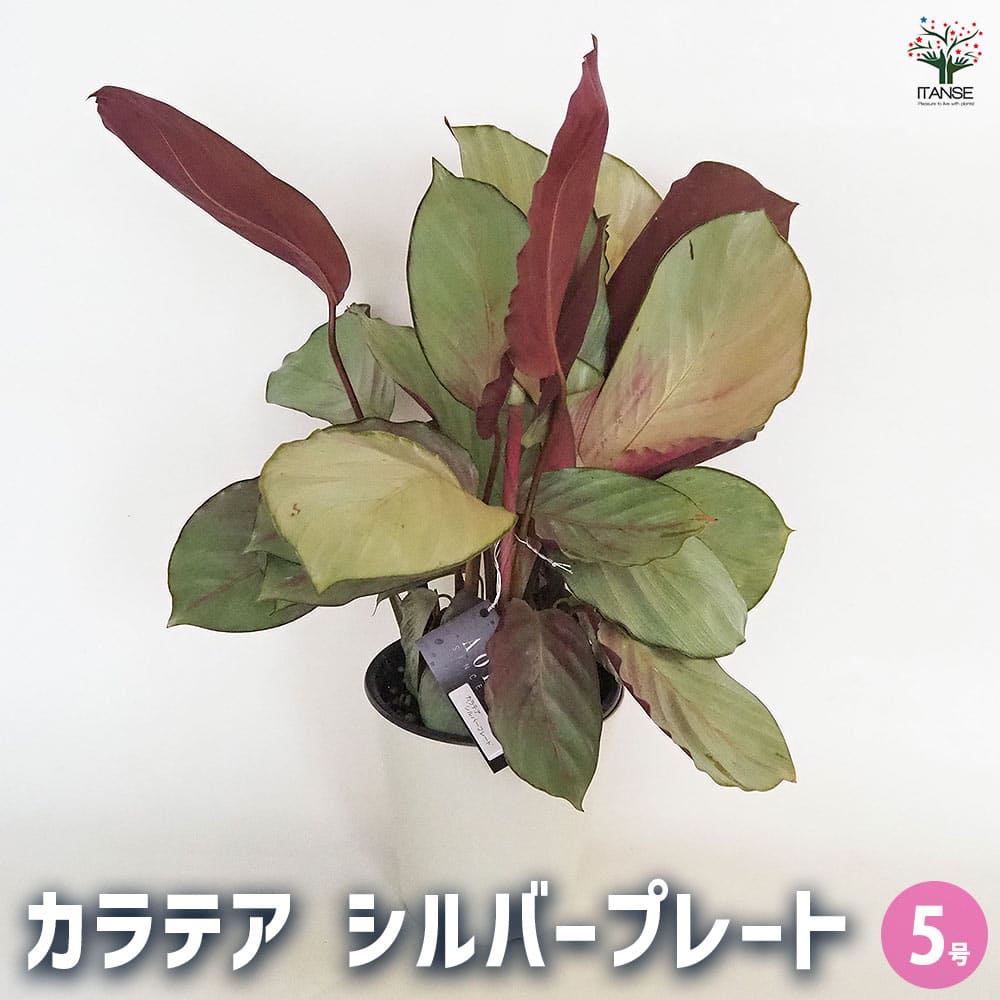 カラテア シルバープレート