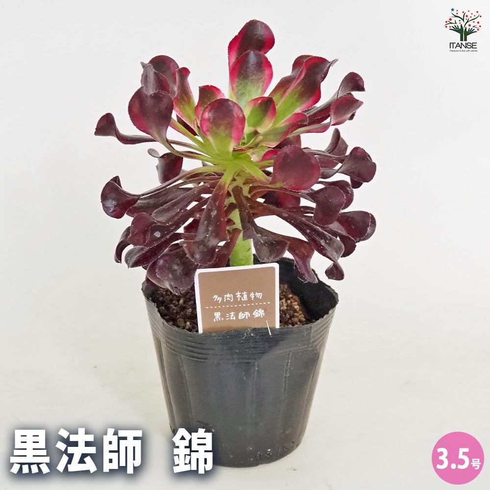 黒法師錦(クロホウシニシキ) 【多肉植物 3.5号】｜ 【植物の