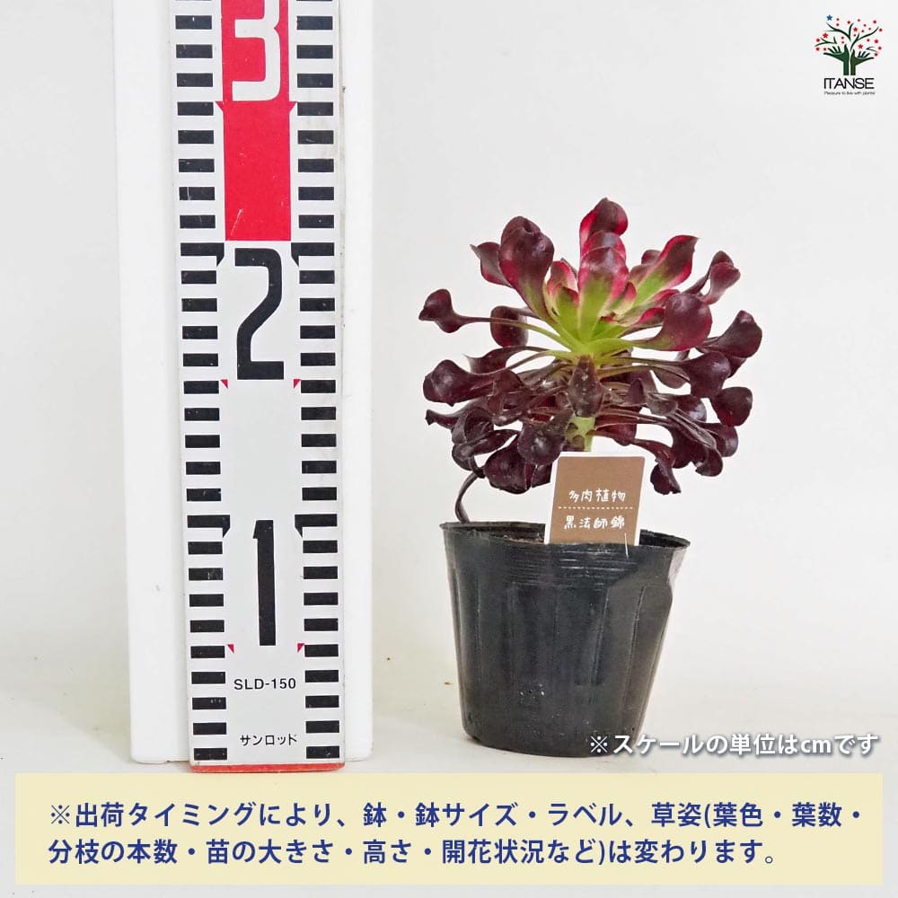 黒法師錦(クロホウシニシキ) 【多肉植物 3.5号】