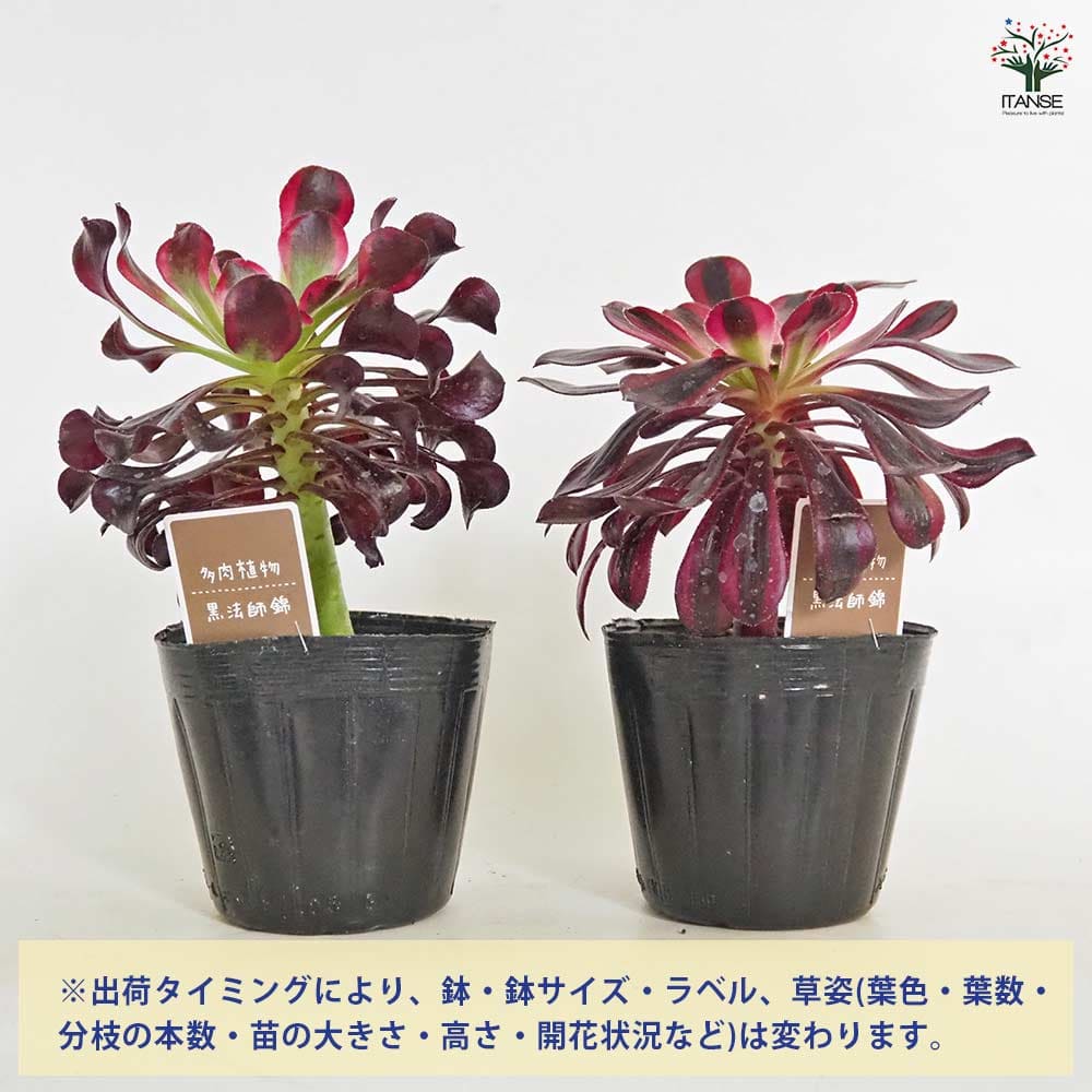 黒法師錦(クロホウシニシキ) 【多肉植物 3.5号】｜ 【植物の