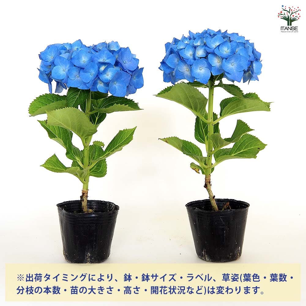 アジサイ ブルーレイン 【花木苗 3号】｜ 【植物のITANSE】全品