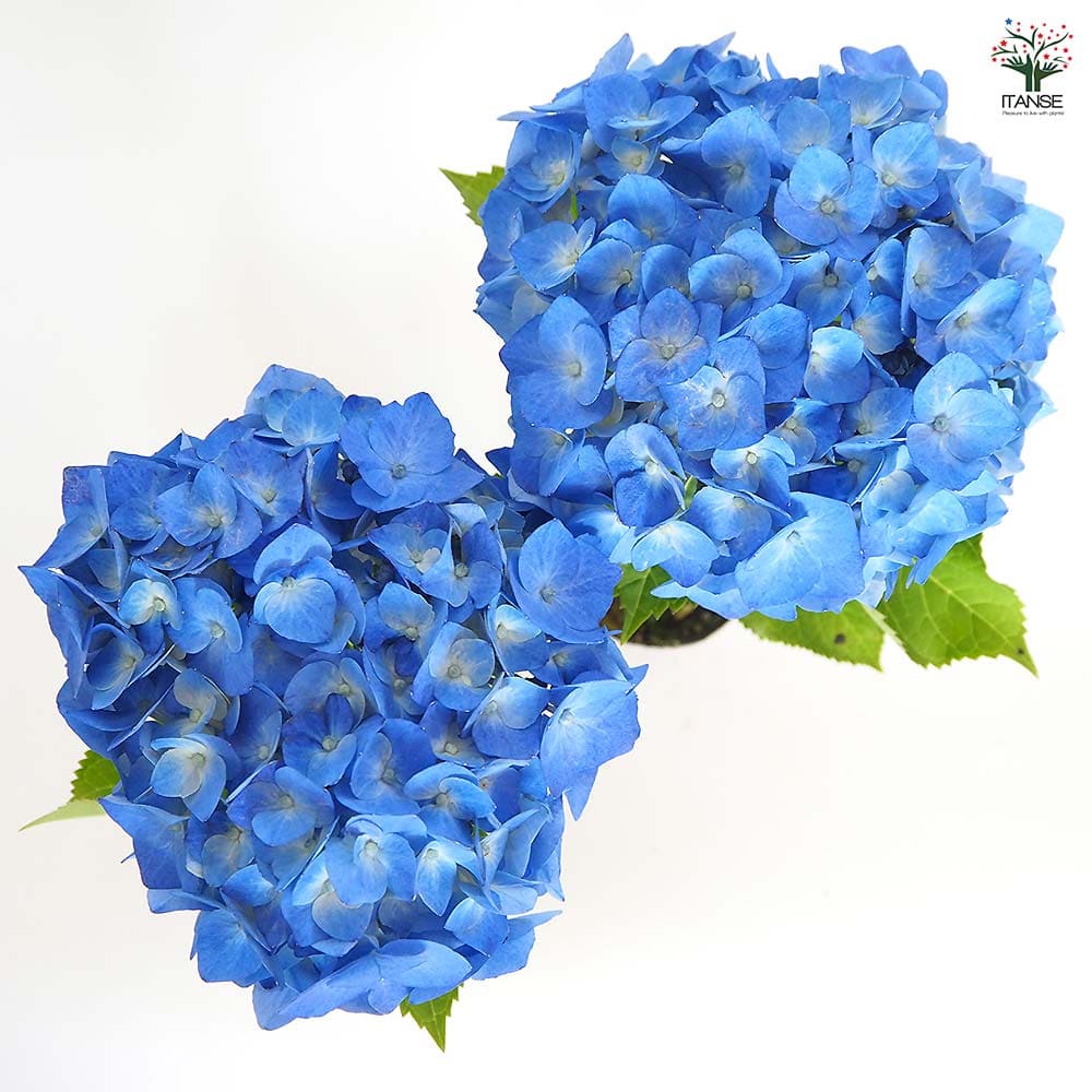 青色アジサイ 品種紹介｜島根県アジサイ研究会公式サイト