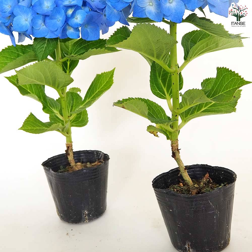 アジサイ ブルーレイン 【花木苗 3号】｜ 【植物のITANSE