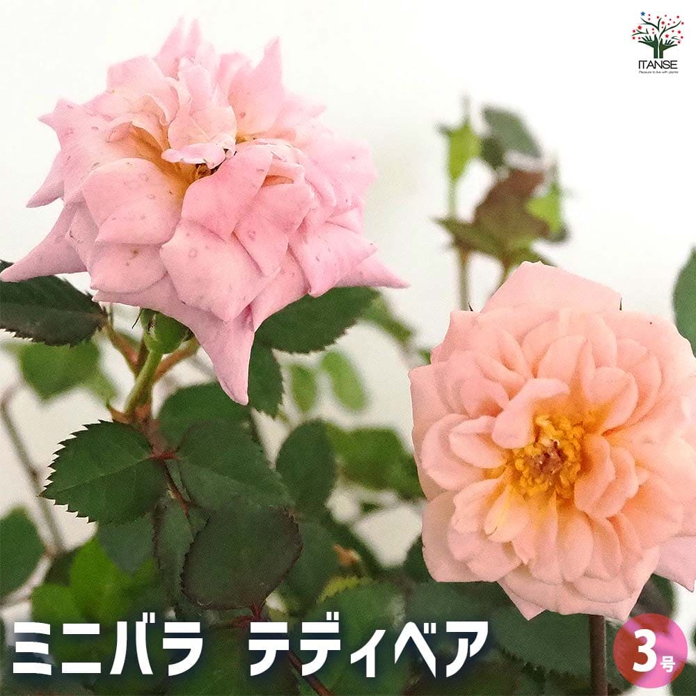 ミニ薔薇 テディベア 【花木苗 3号】｜ 【植物のITANSE】全品