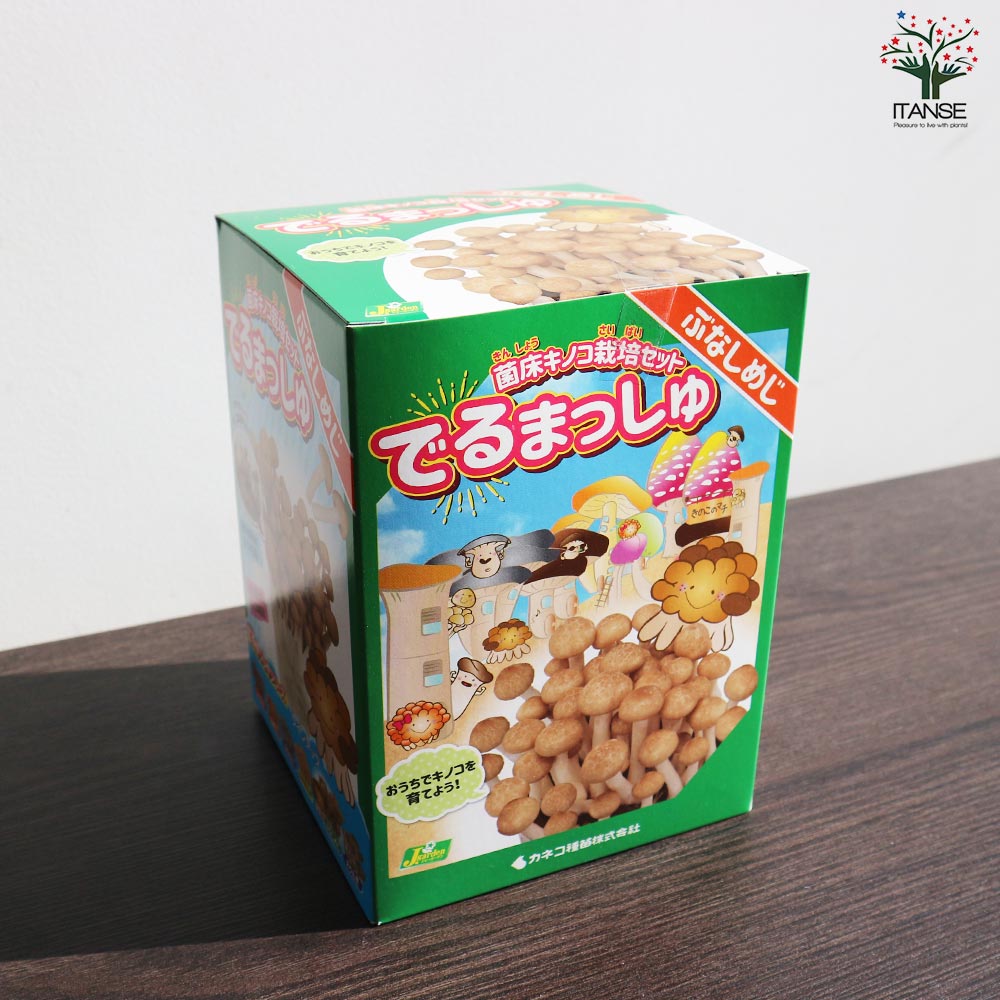 菌床きのこ栽培セット”でるまっしゅ” しいたけ・えりんぎ・ぶなしめじ