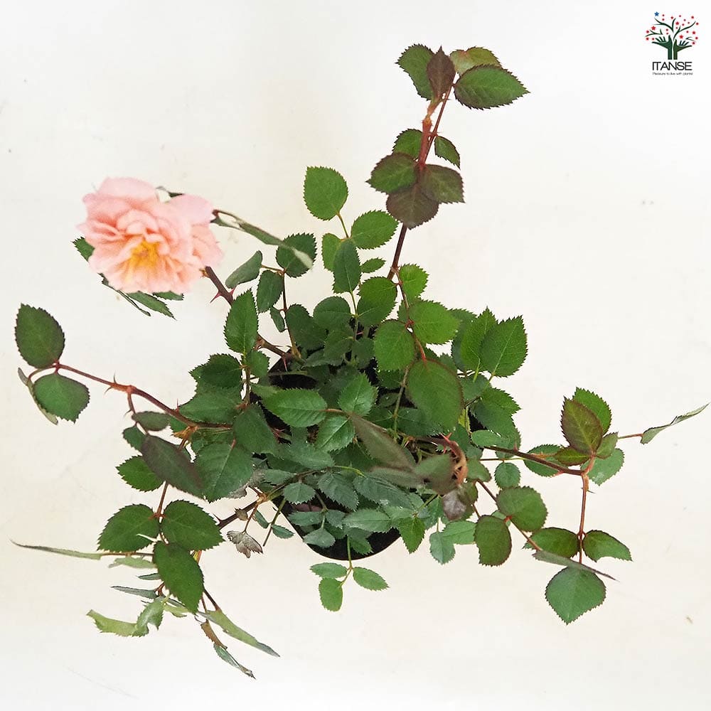 薔薇生花 みっちゃん 贈る – WABARA online store