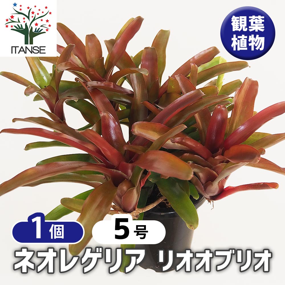 ネオレゲリア リオオブリオ 【観葉植物 5号／1個売り】