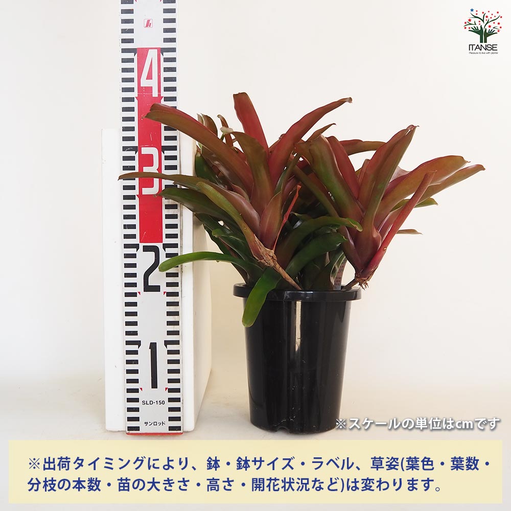 ネオレゲリア リオオブリオ 【観葉植物 5号／1個売り】