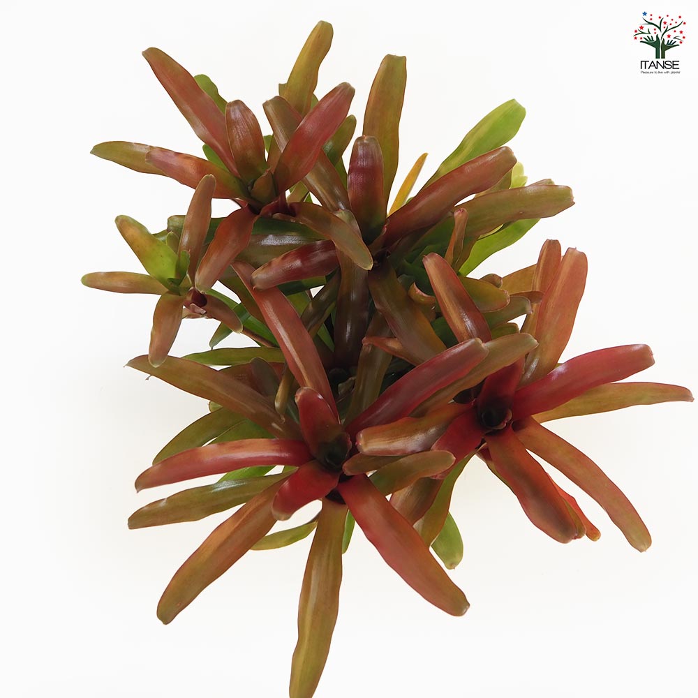 ネオレゲリア リオオブリオ 【観葉植物 5号／1個売り】