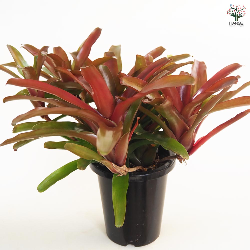 ネオレゲリア リオオブリオ 【観葉植物 5号／1個売り】