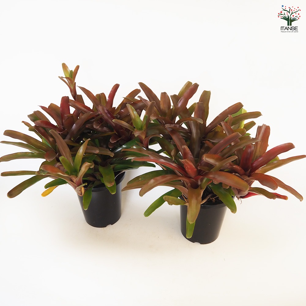 ネオレゲリア リオオブリオ 【観葉植物 5号／1個売り】