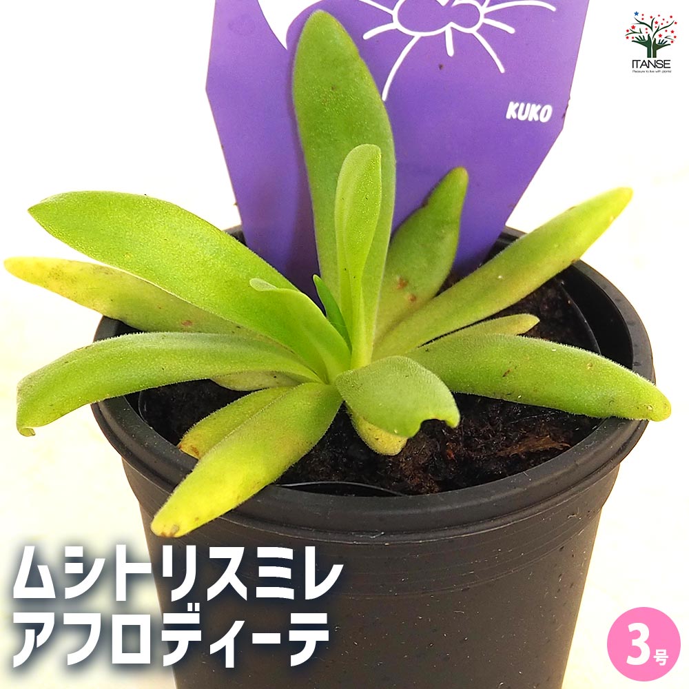 食虫植物 ムシトリスミレ アフロディーテ 【観葉植物 3号/1個売り】