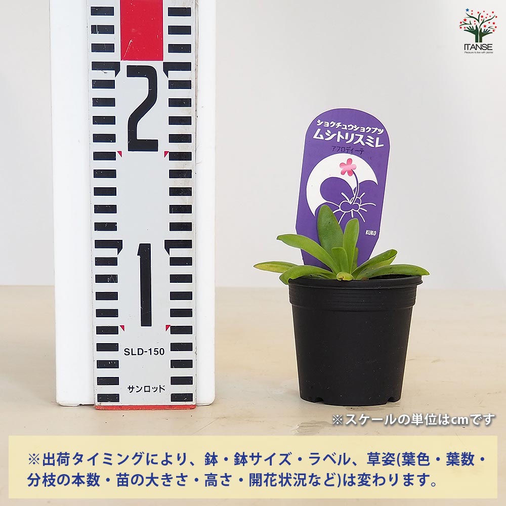 食虫植物 ムシトリスミレ アフロディーテ 【観葉植物 3号/1個売り】
