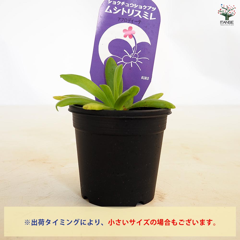 食虫植物 ムシトリスミレ アフロディーテ 【観葉植物 3号/1個売り】