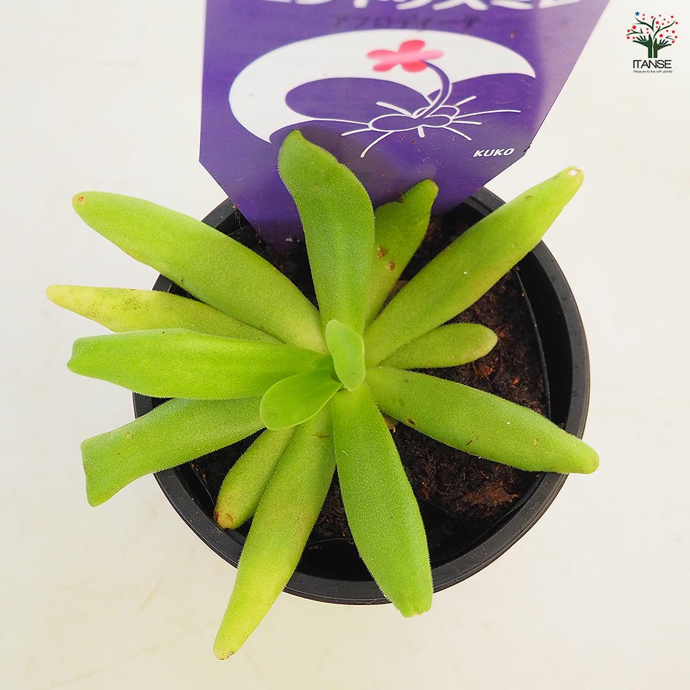 食虫植物 ムシトリスミレ アフロディーテ 【観葉植物 3号/1個売り】