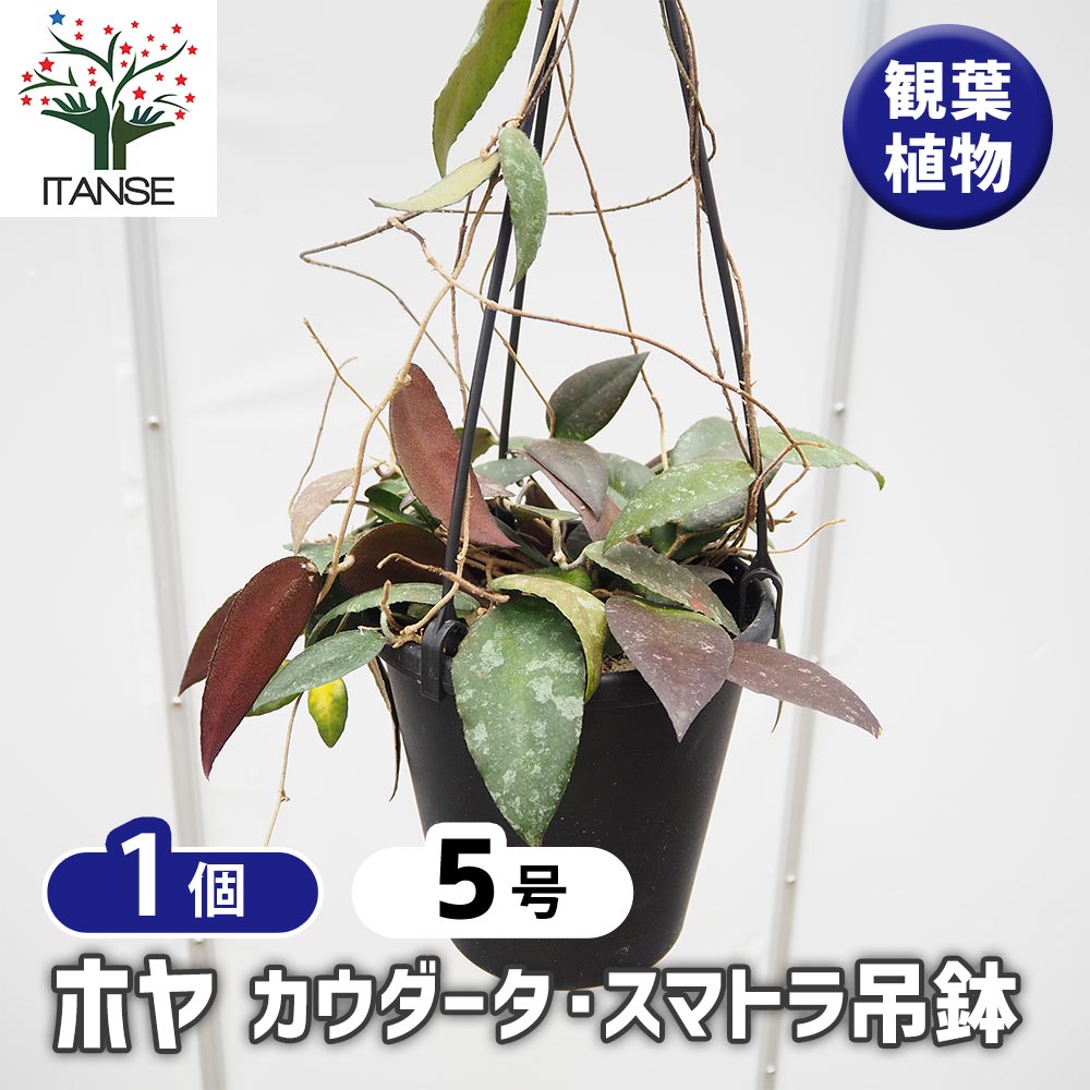 ホヤ カウダータ スマトラ吊鉢 【観葉植物 5号／1個売り】｜ 【植物の
