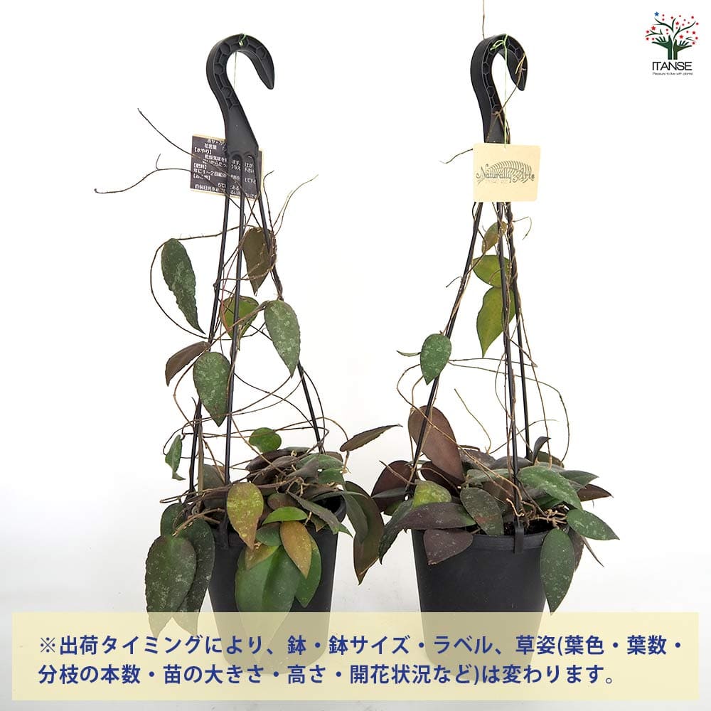 ホヤ カウダータ スマトラ吊鉢 【観葉植物 5号／1個売り】｜ 【植物の