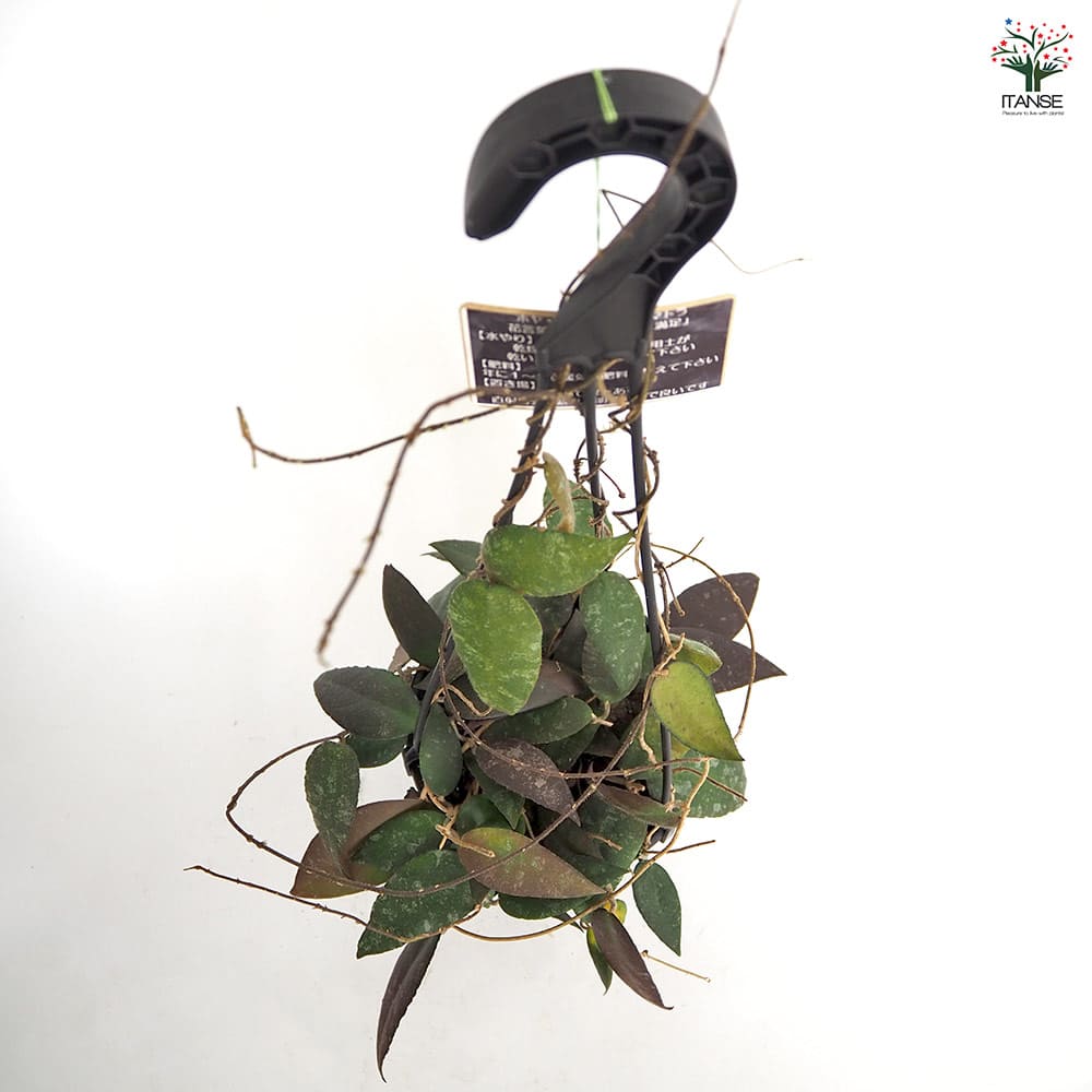 ホヤ カウダータ スマトラ吊鉢 【観葉植物 5号／1個売り】｜ 【植物の