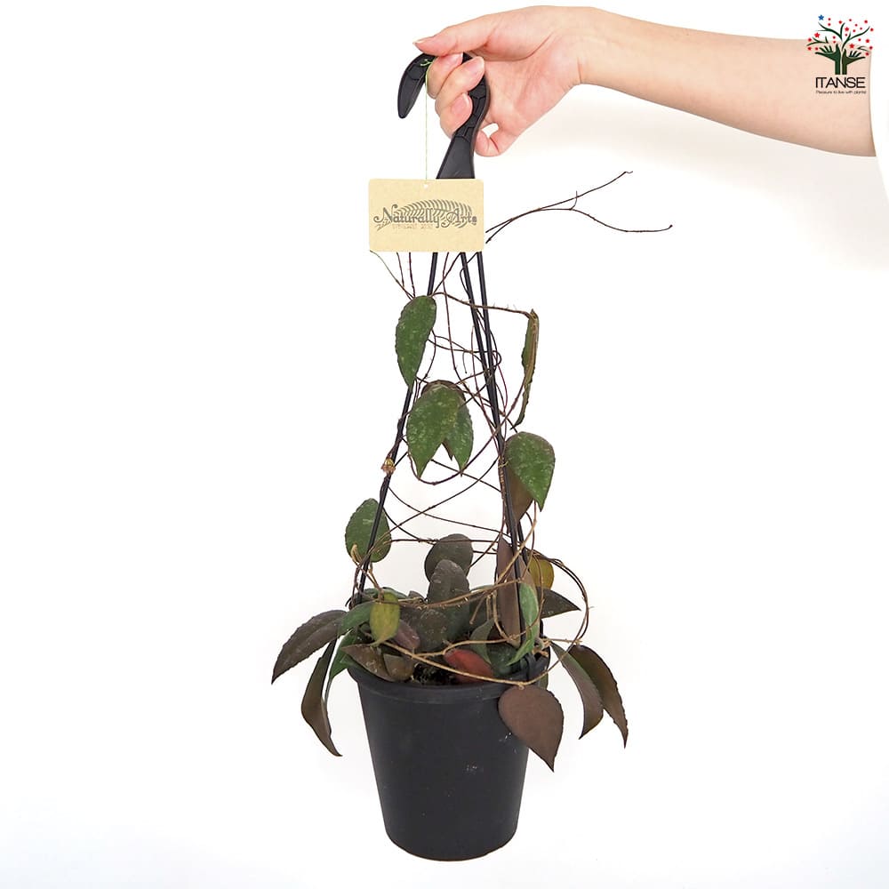 ホヤ カウダータ スマトラ吊鉢 【観葉植物 5号／1個売り】｜ 【植物の