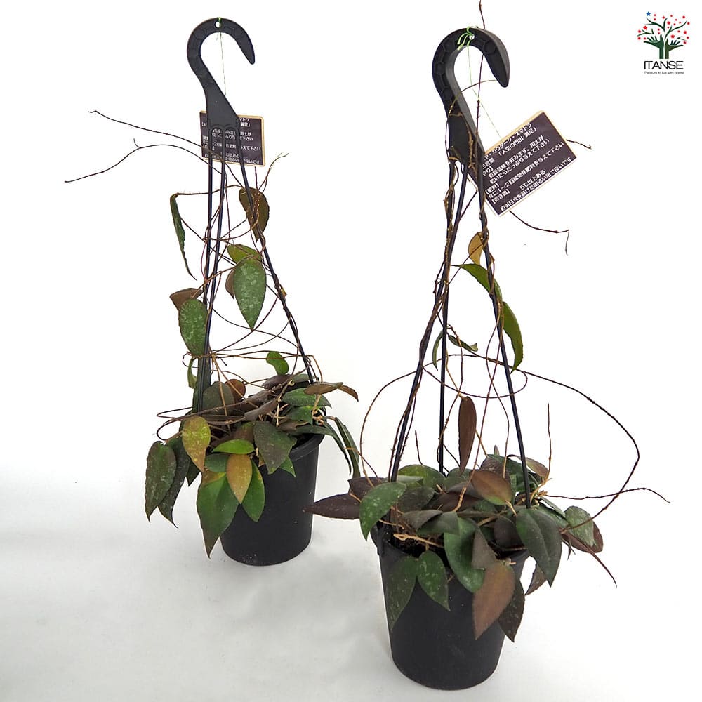 ホヤ カウダータ スマトラ吊鉢 【観葉植物 5号／1個売り】｜ 【植物の