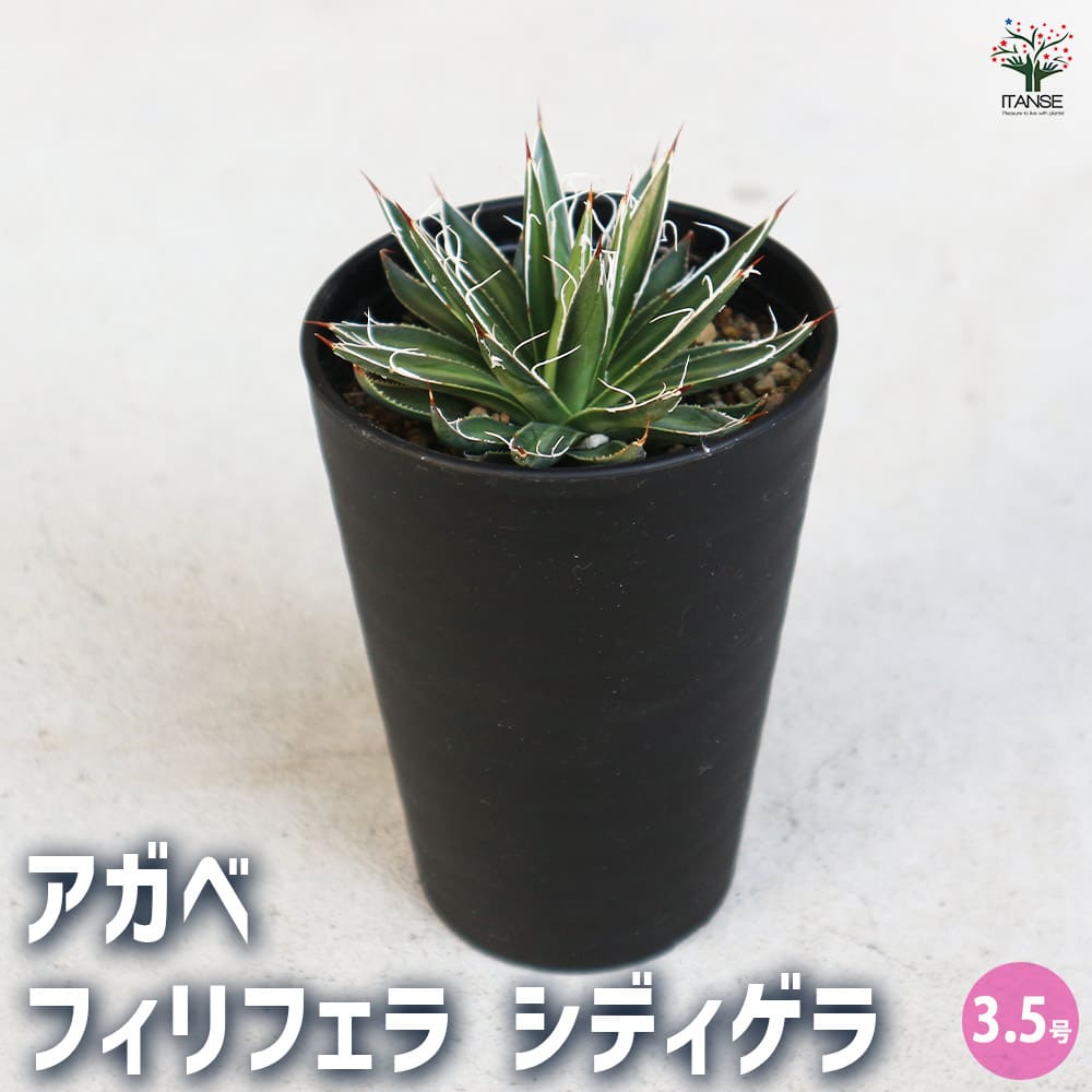 アガベ フィリフェラ シディゲラ 【多肉植物 3.5号／1個売り